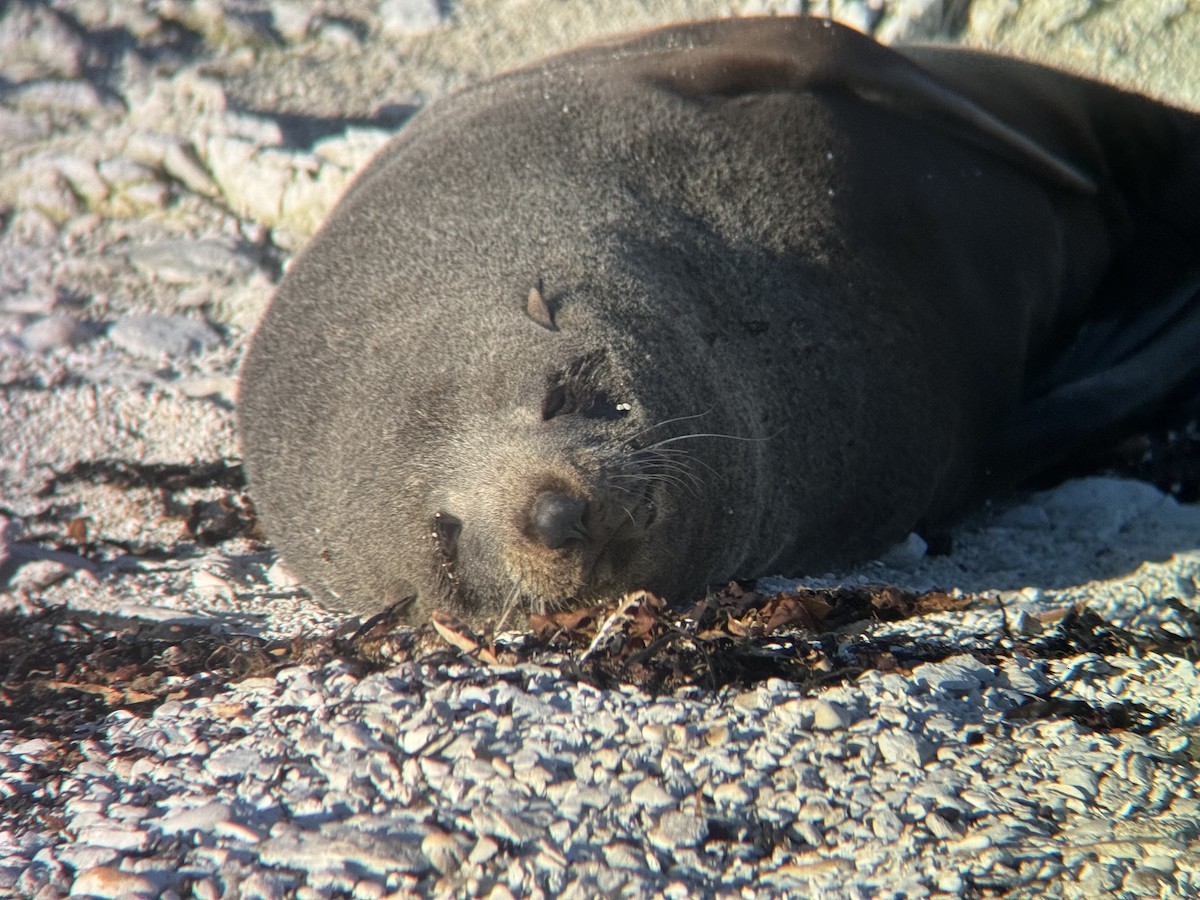 Long-nosed Fur Seal - ML644448984