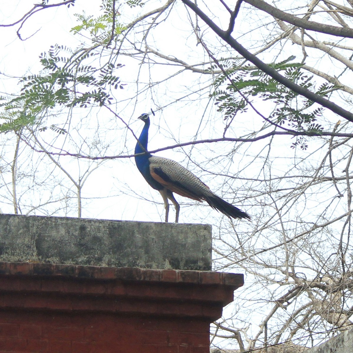 Indian Peafowl - ML644448989