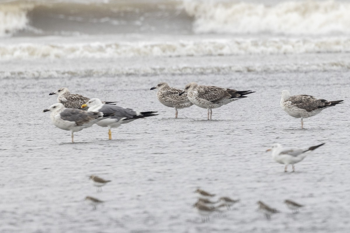 Lesser Black-backed Gull - ML644448990
