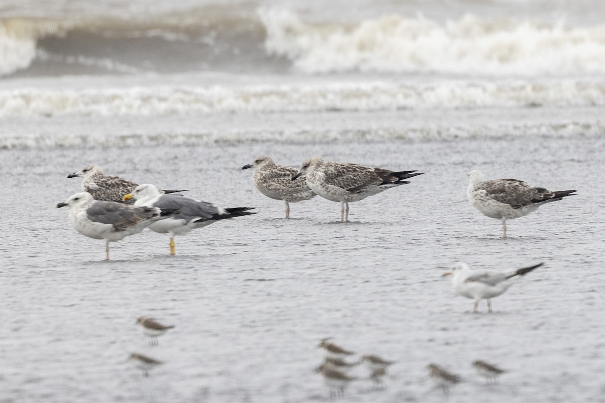 Lesser Black-backed Gull - ML644448991