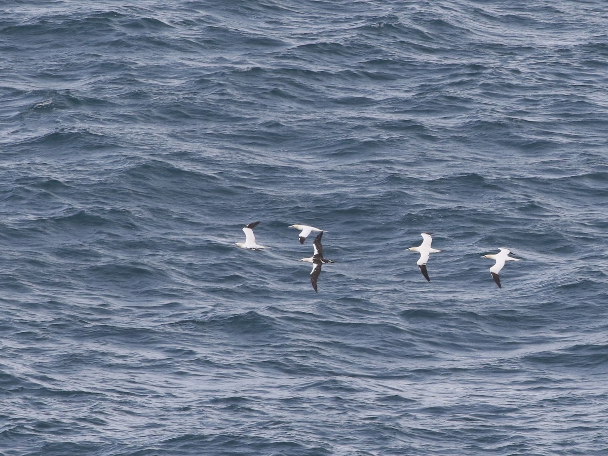 Northern Gannet - ML644448993