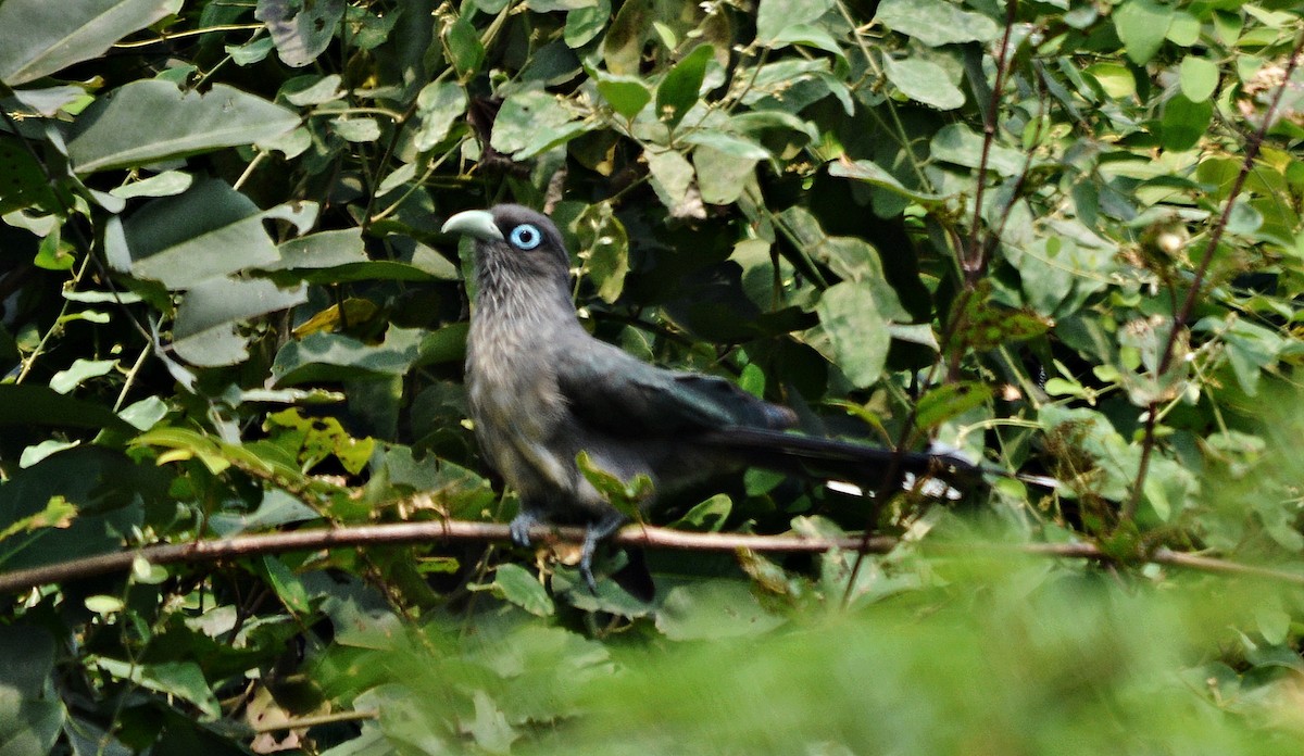Blue-faced Malkoha - ML644448994
