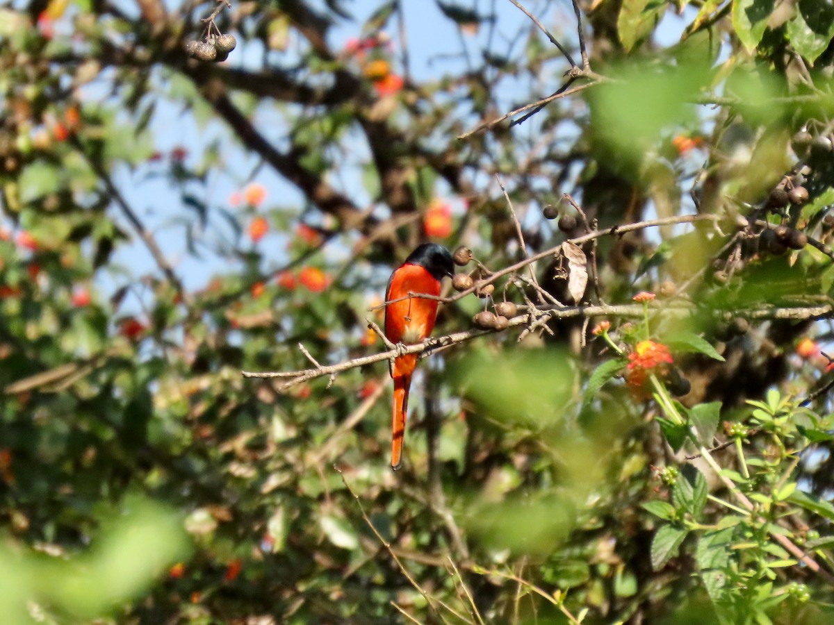 Long-tailed Minivet - ML644448995