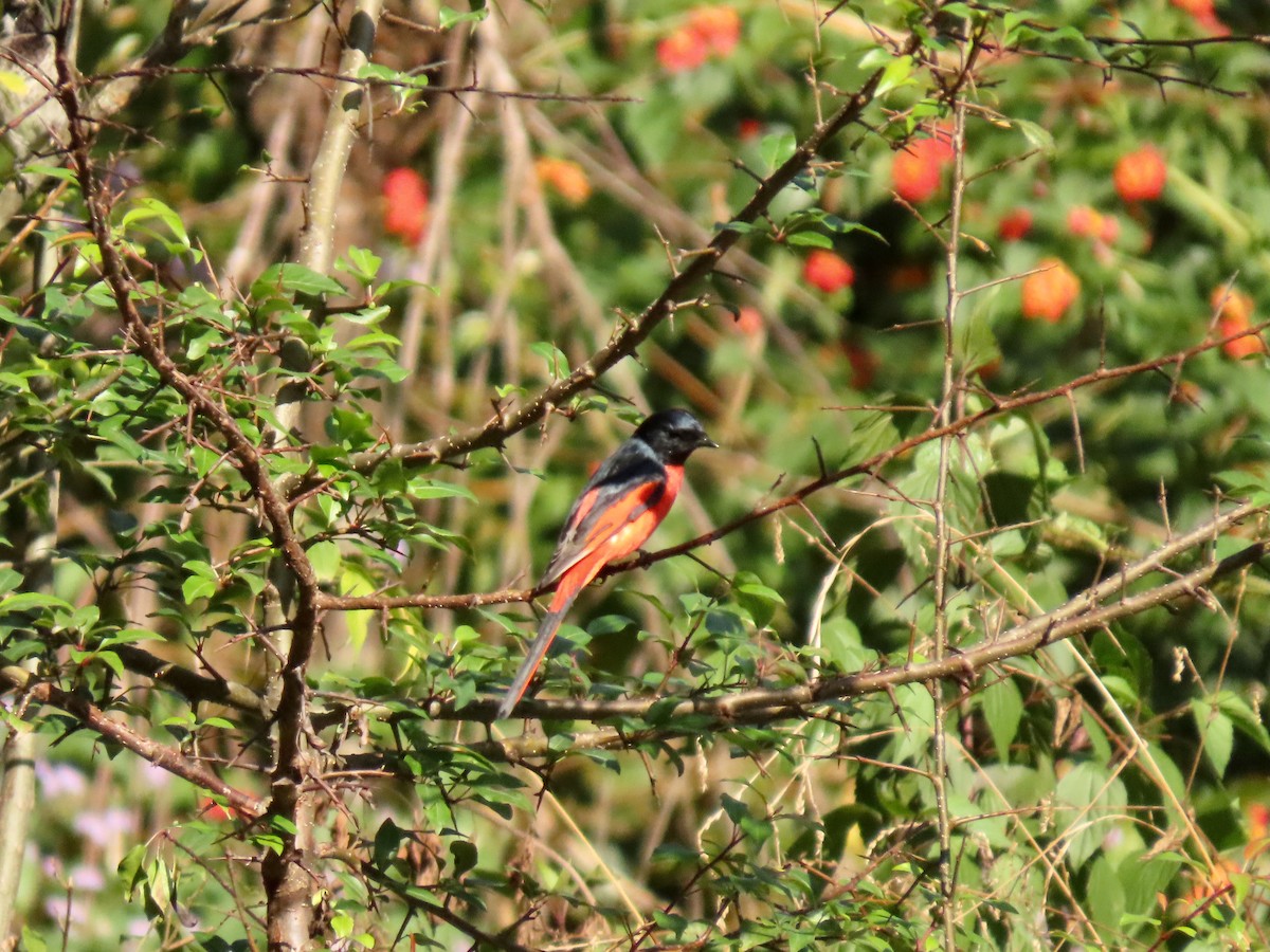 Long-tailed Minivet - ML644448996