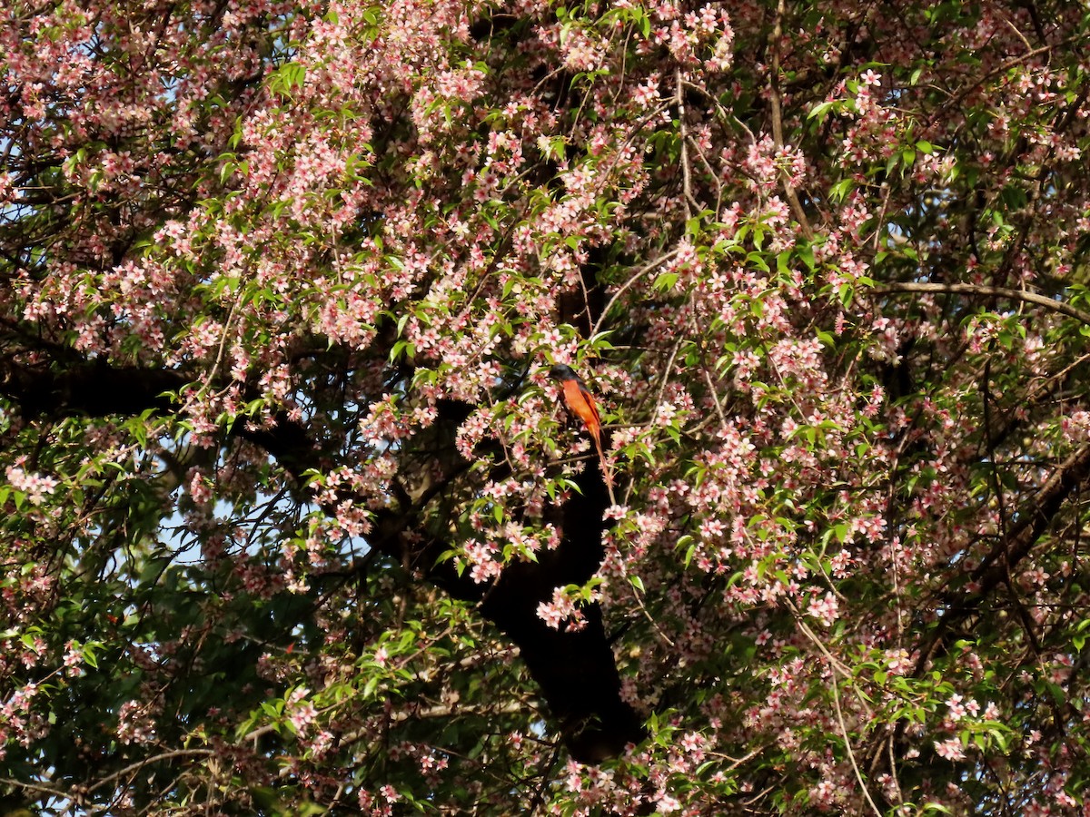 Long-tailed Minivet - ML644448997