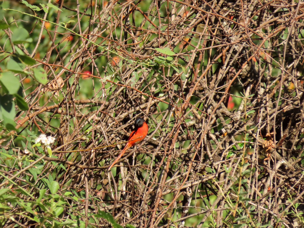 Long-tailed Minivet - ML644448998