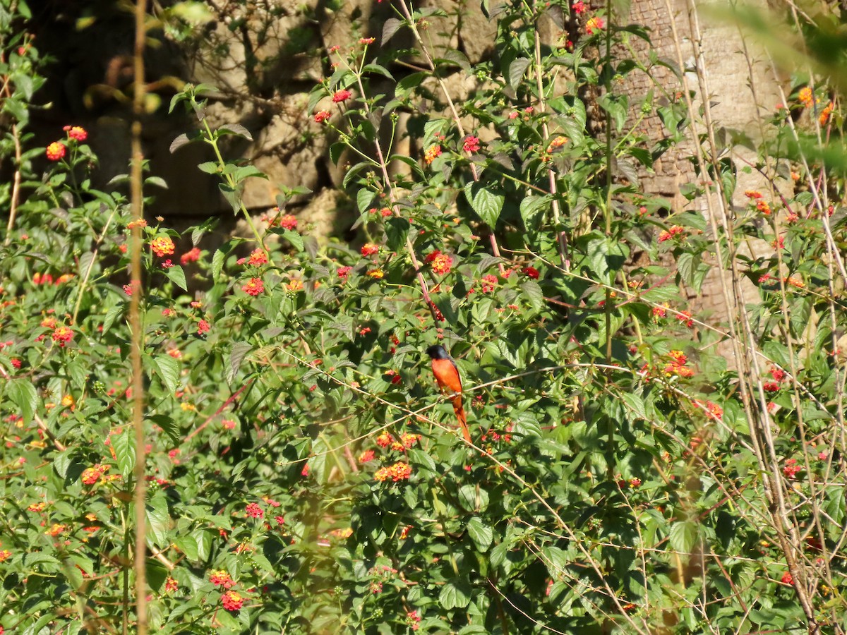 Long-tailed Minivet - ML644448999