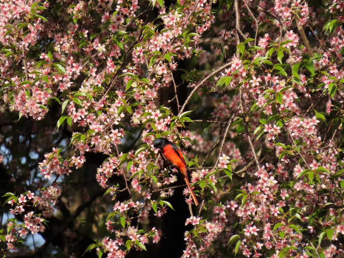 Long-tailed Minivet - ML644449000