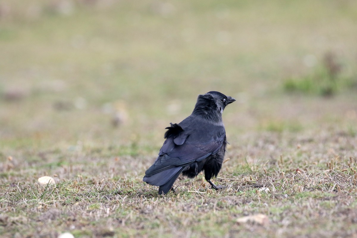 Carrion Crow - ML644449001