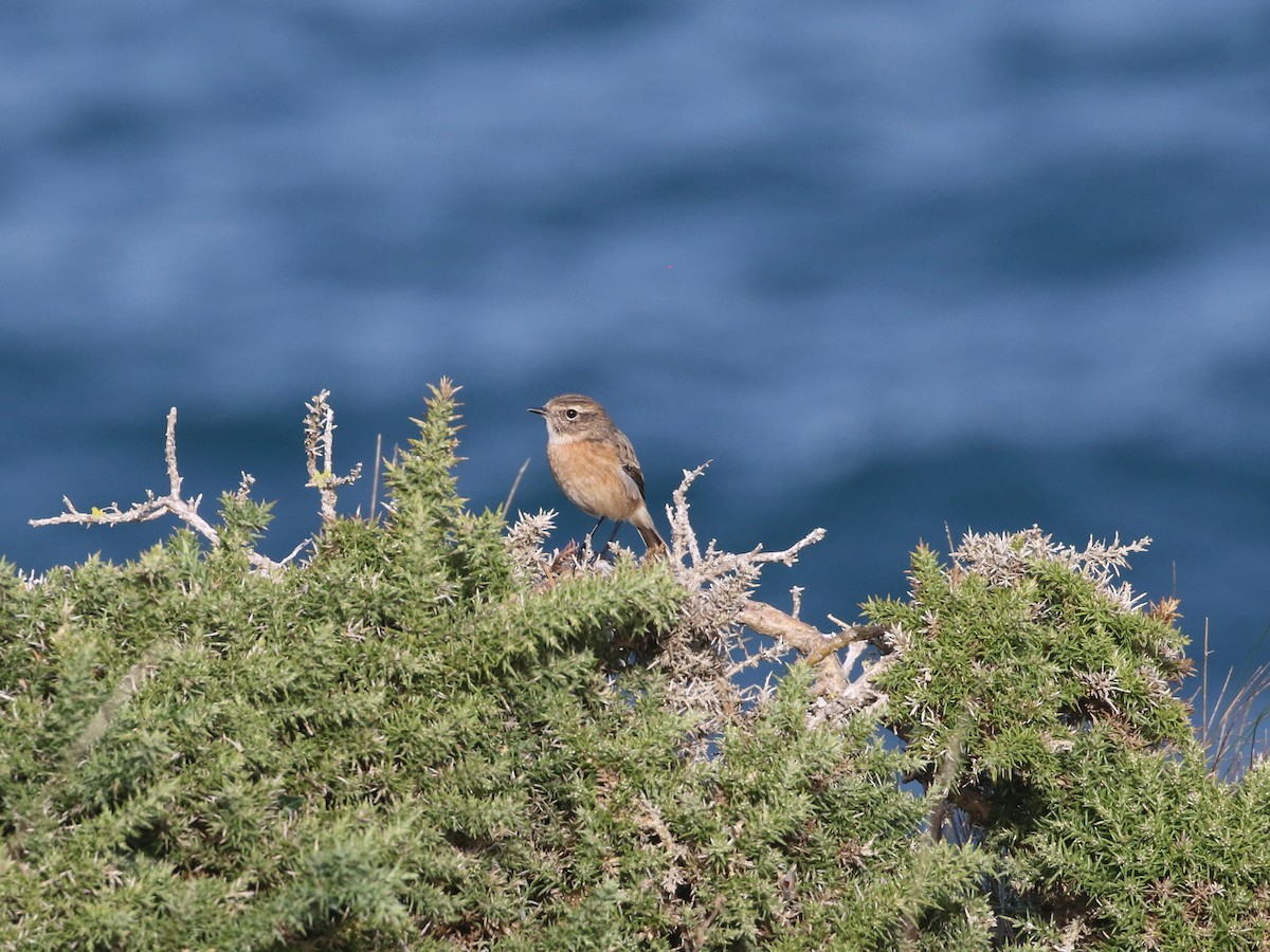 European Stonechat - ML644449003