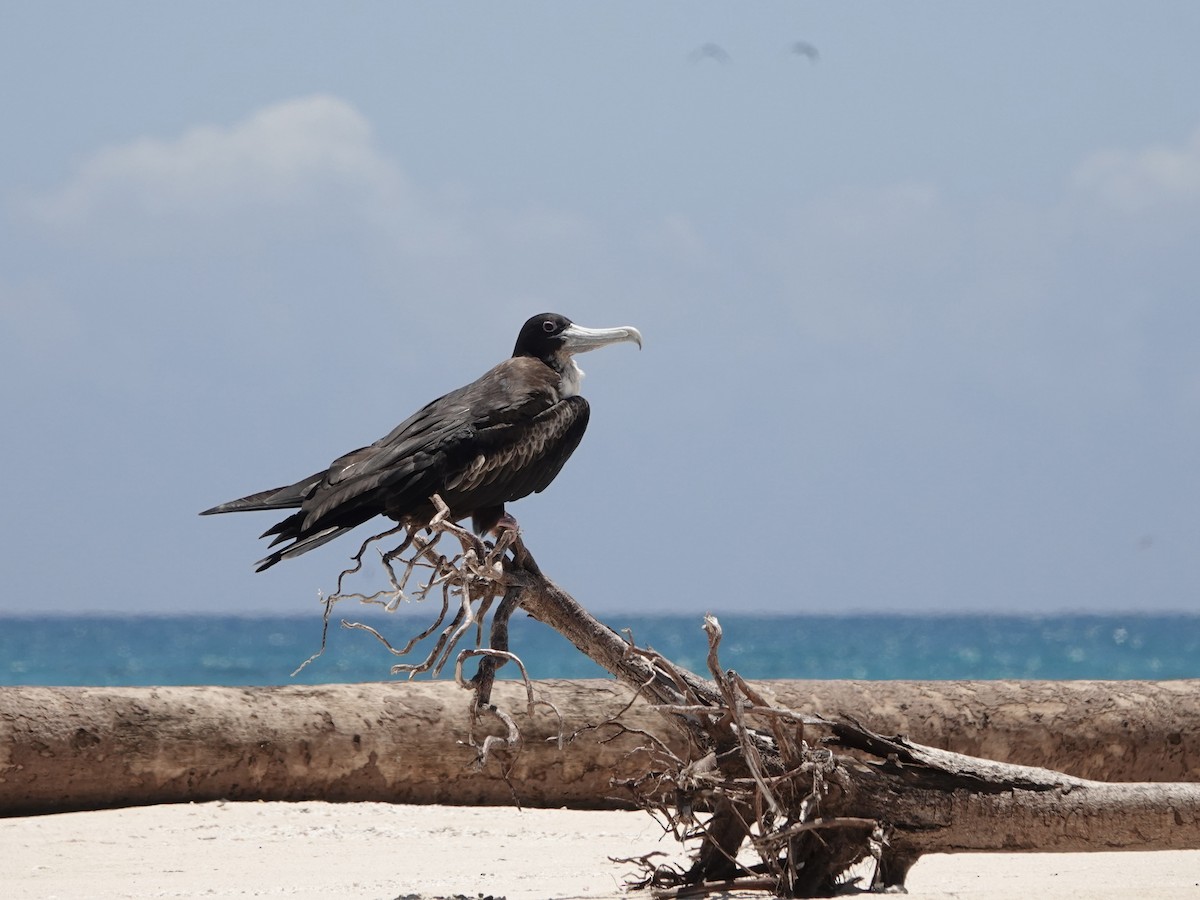 Great Frigatebird - ML644449004