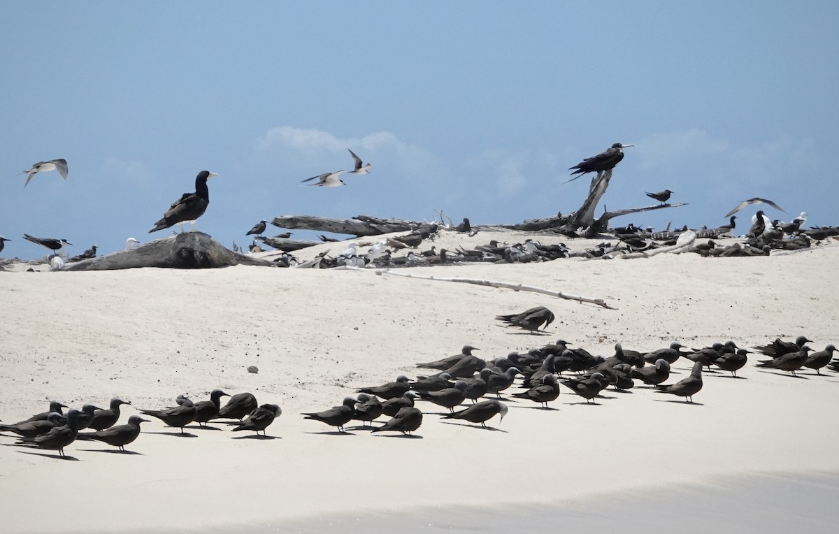 Great Frigatebird - ML644449005