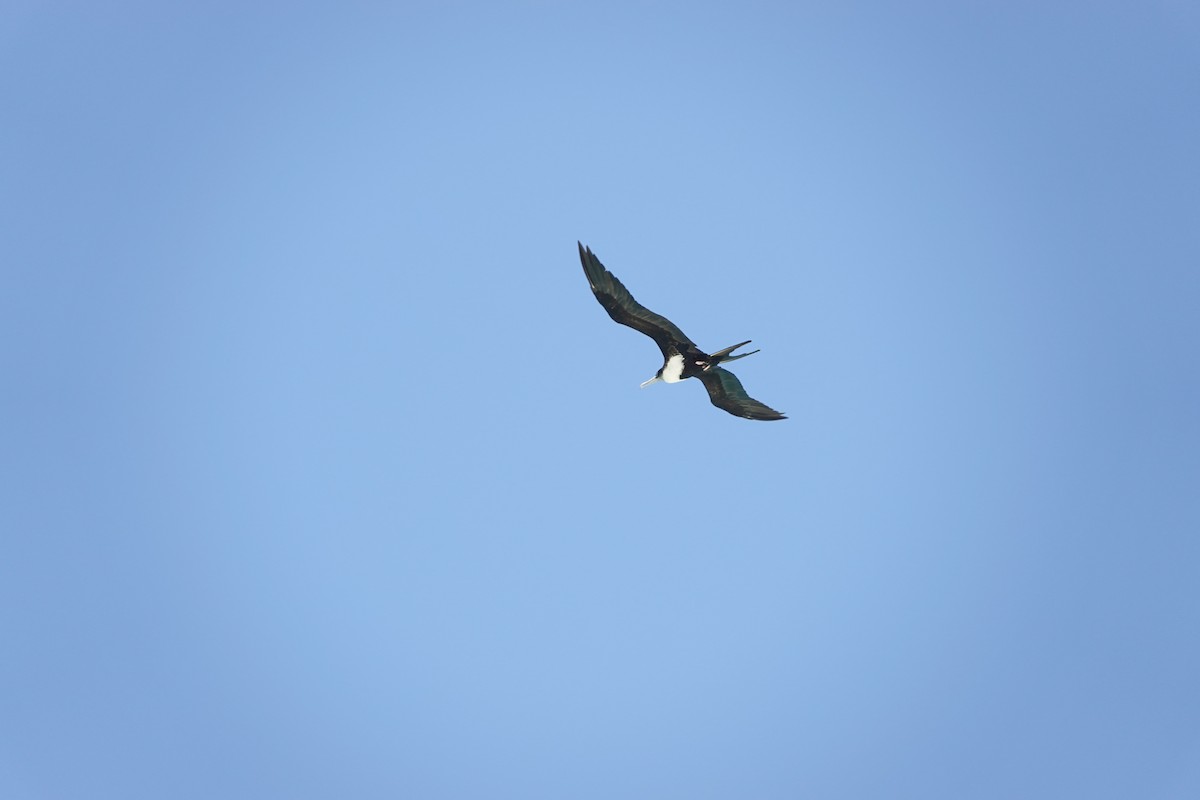 Great Frigatebird - ML644449006