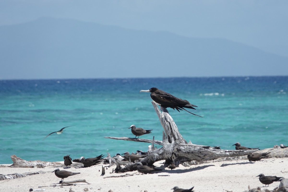 Great Frigatebird - ML644449007
