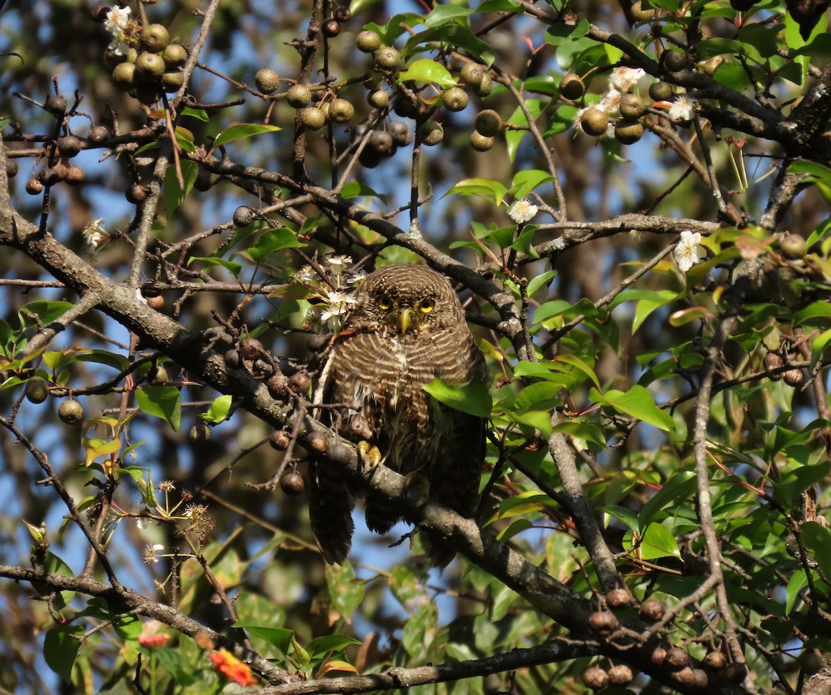 Asian Barred Owlet - ML644449008
