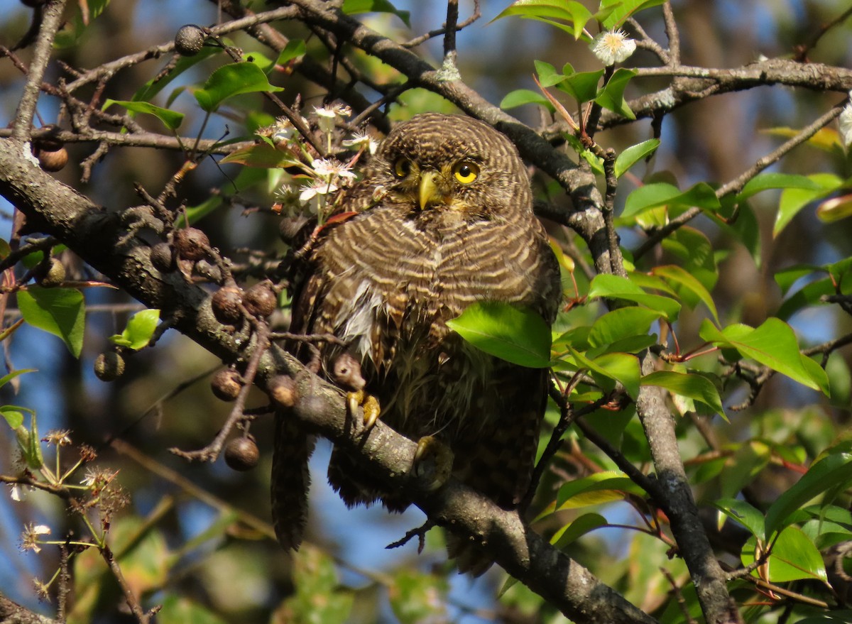 Asian Barred Owlet - ML644449009