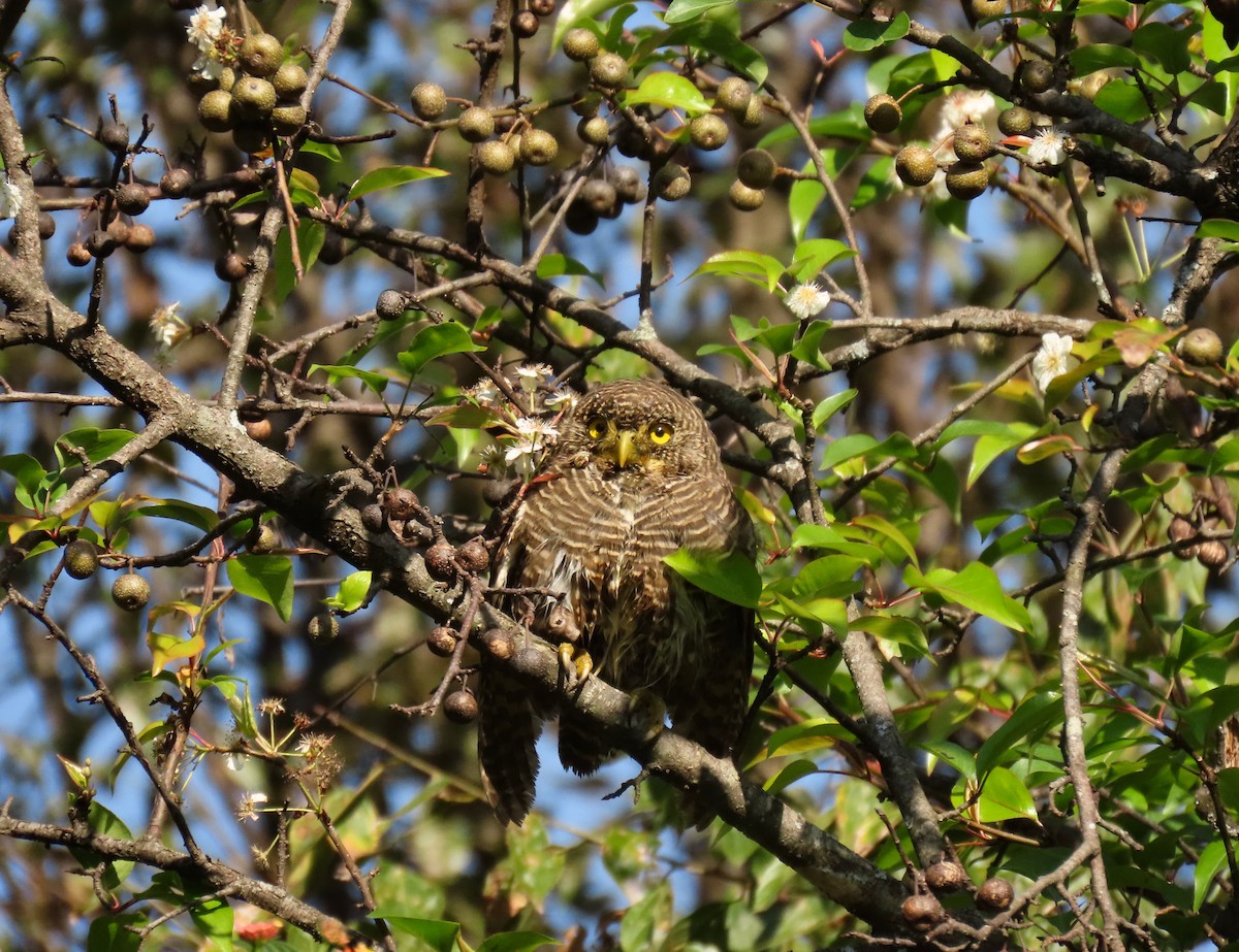 Asian Barred Owlet - ML644449010