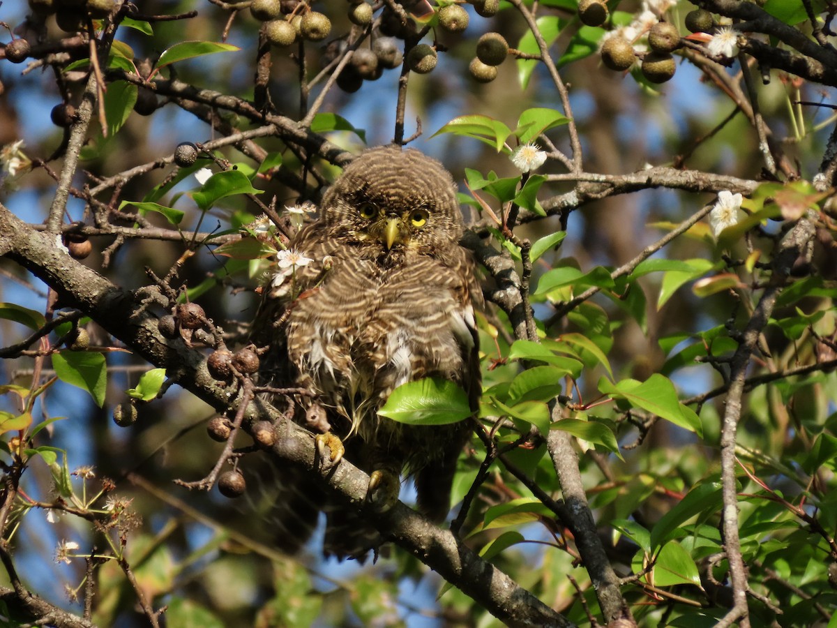 Asian Barred Owlet - ML644449011