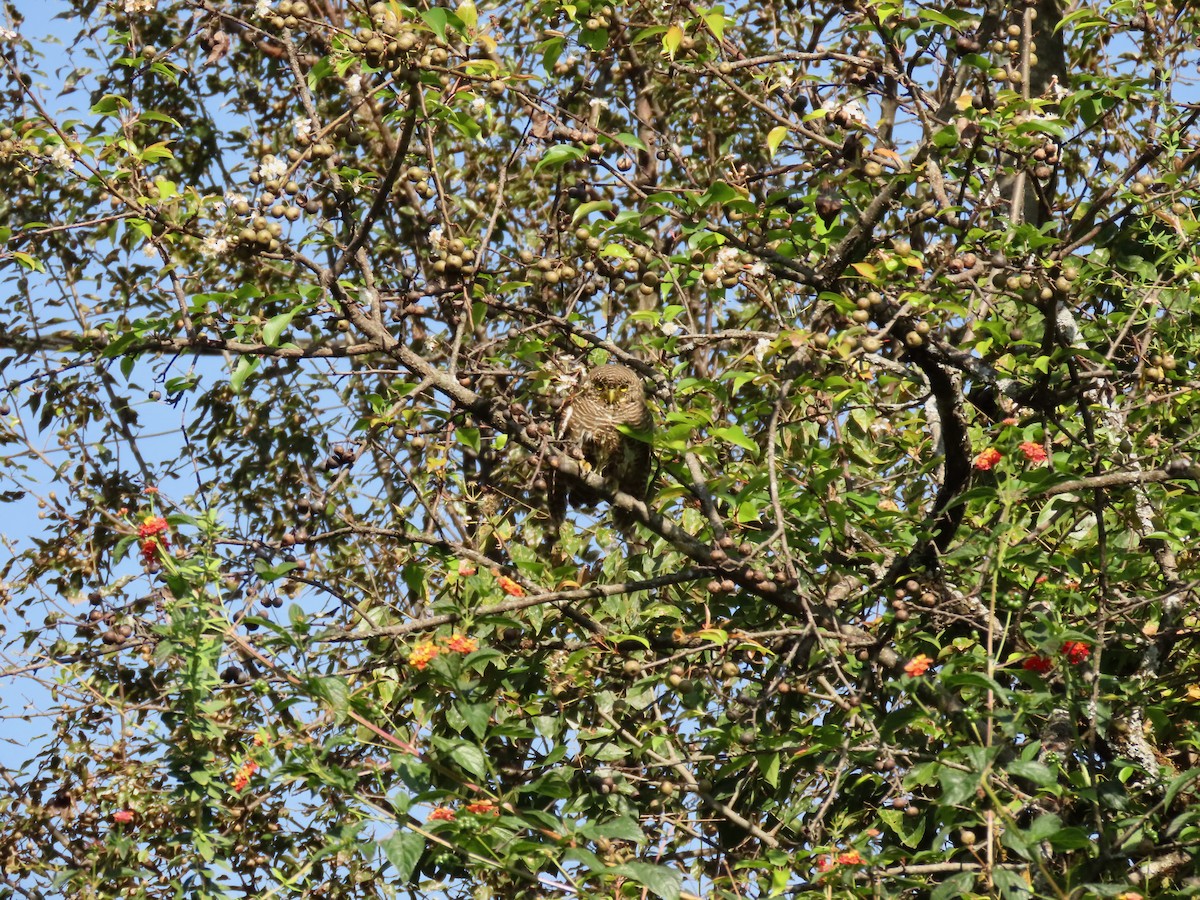 Asian Barred Owlet - ML644449012