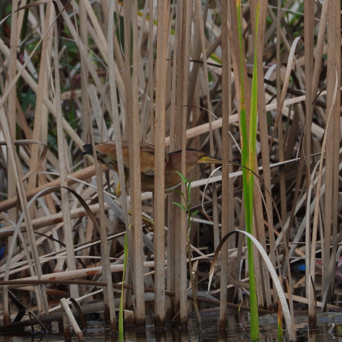 Blongios de Chine - ML644449050