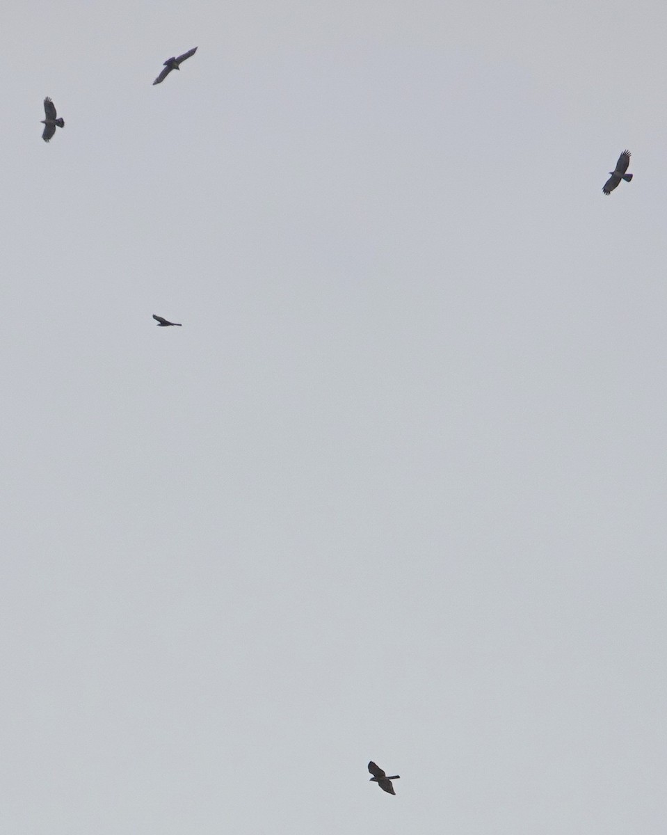 נץ בלתי-מזוהה - ML644449058