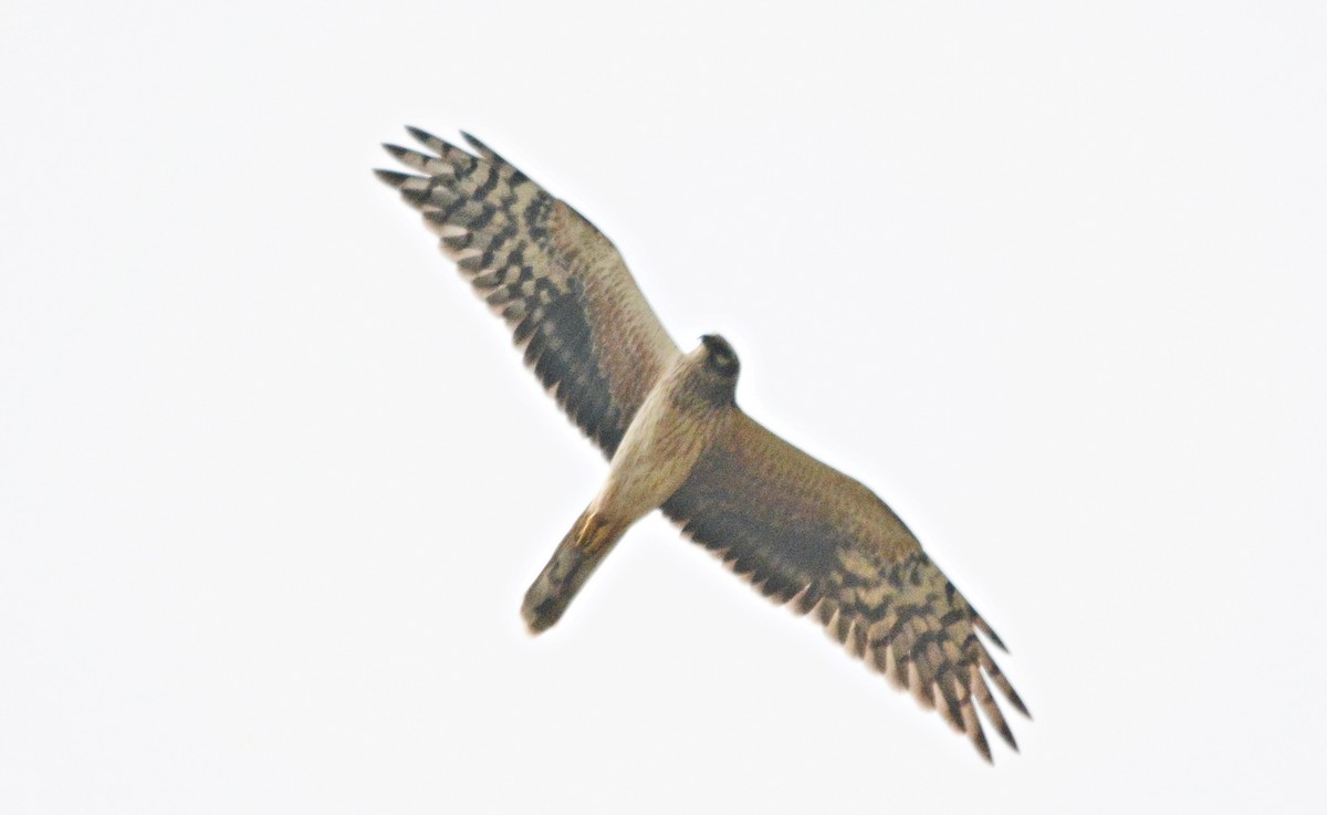 Aguilucho Papialbo - ML644449061