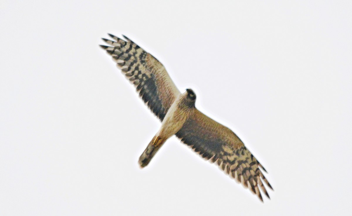 Aguilucho Papialbo - ML644449064