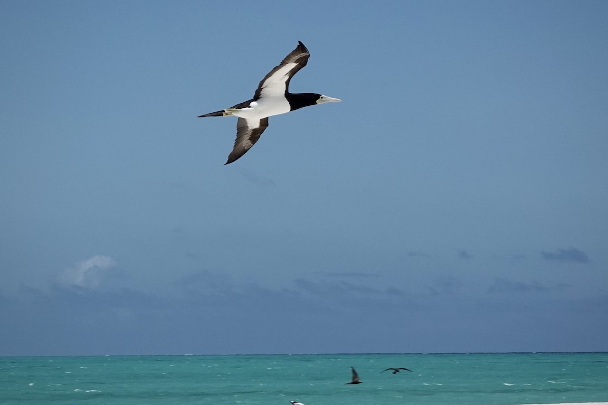 Brown Booby - ML644449070