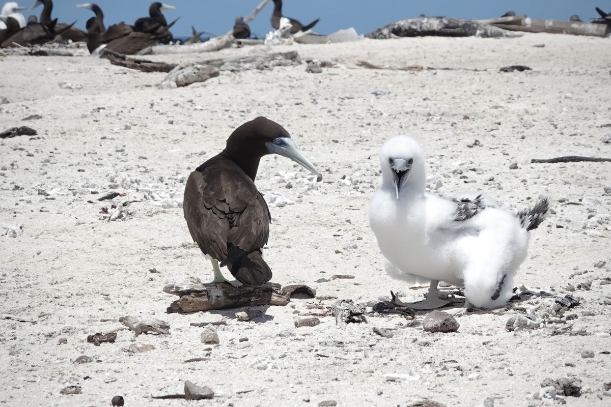 Brown Booby - ML644449071
