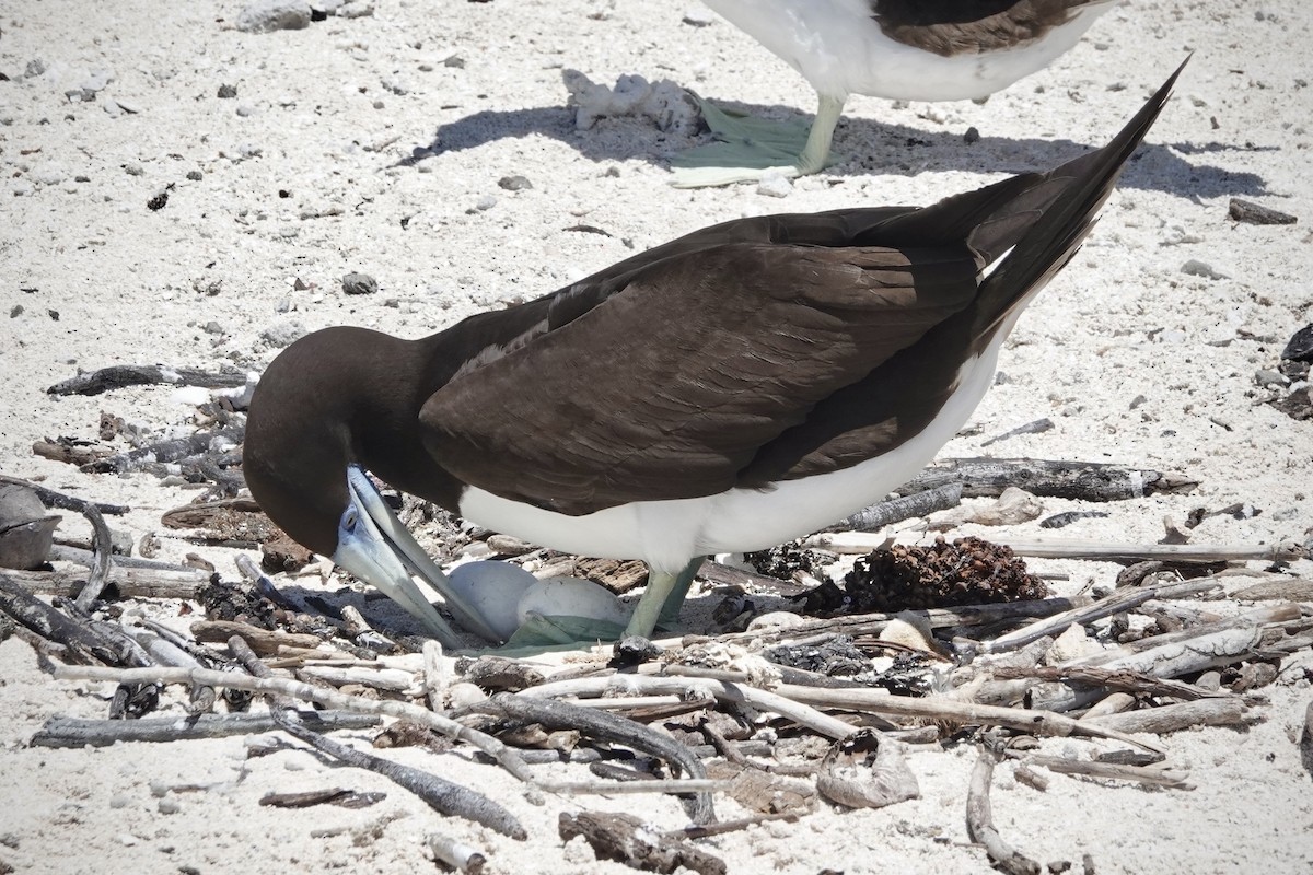 Brown Booby - ML644449072