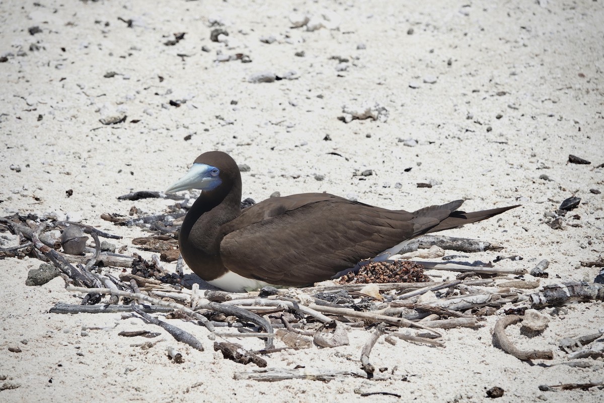 Brown Booby - ML644449073
