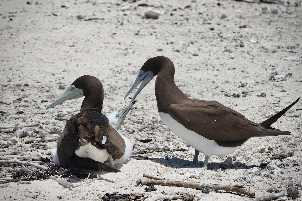 Brown Booby - ML644449074