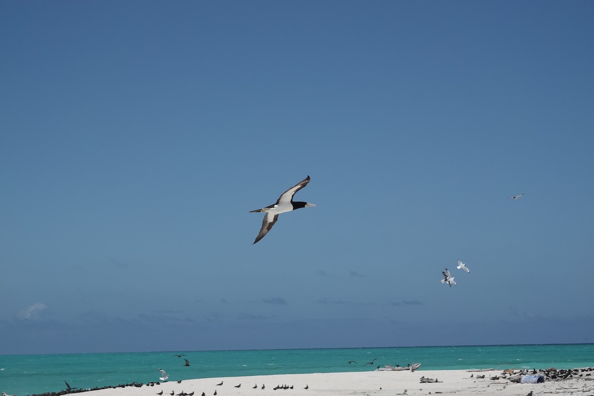 Brown Booby - ML644449075