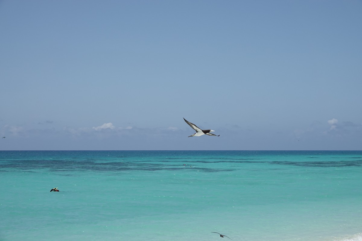 Brown Booby - ML644449076