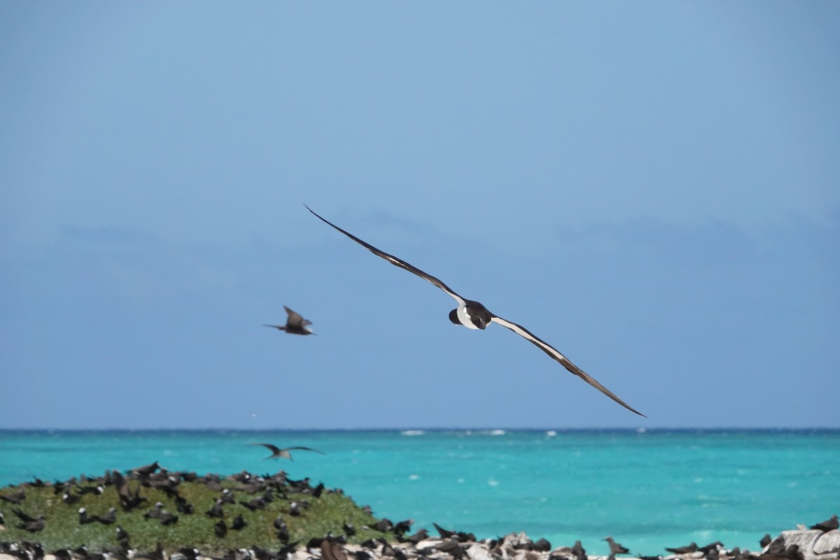 Brown Booby - ML644449077