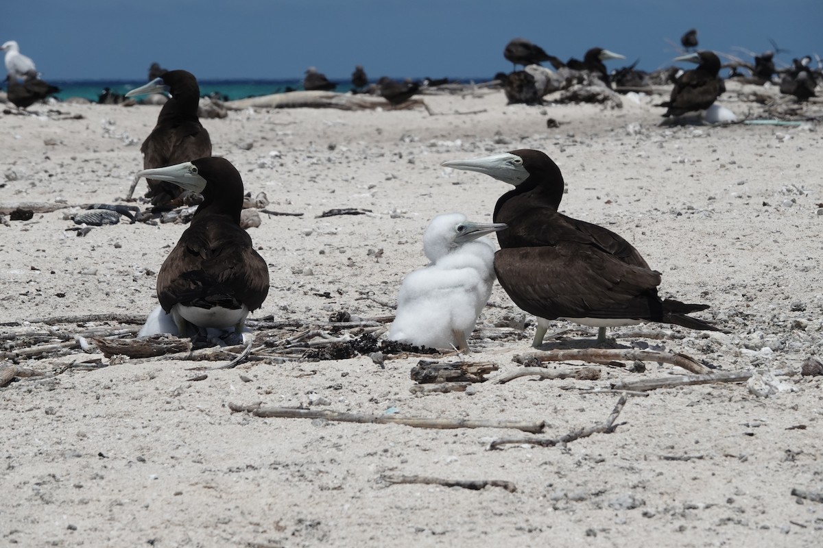 Brown Booby - ML644449078