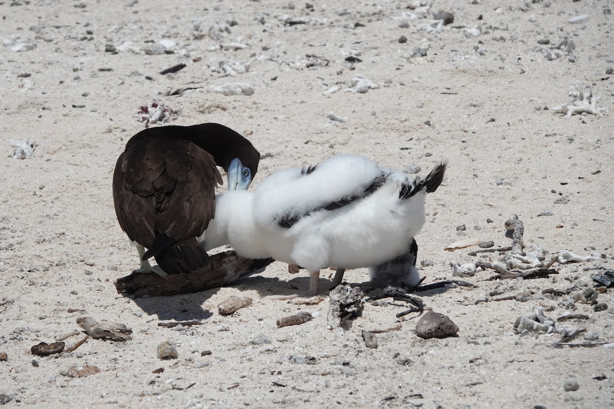 Brown Booby - ML644449079