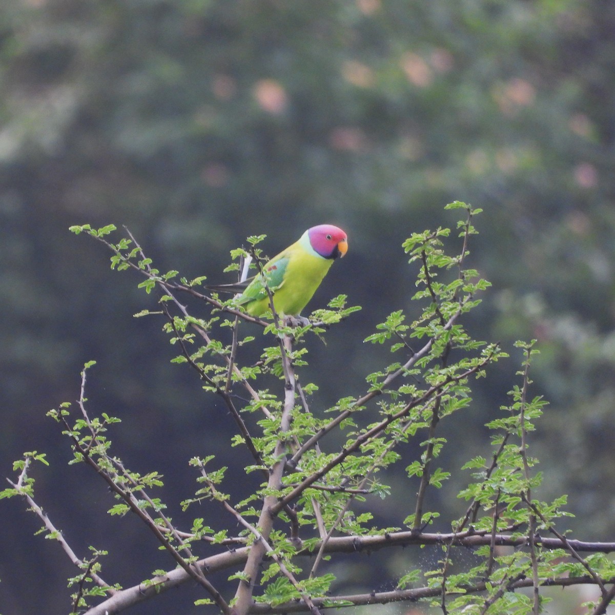コセイインコ - ML644449080