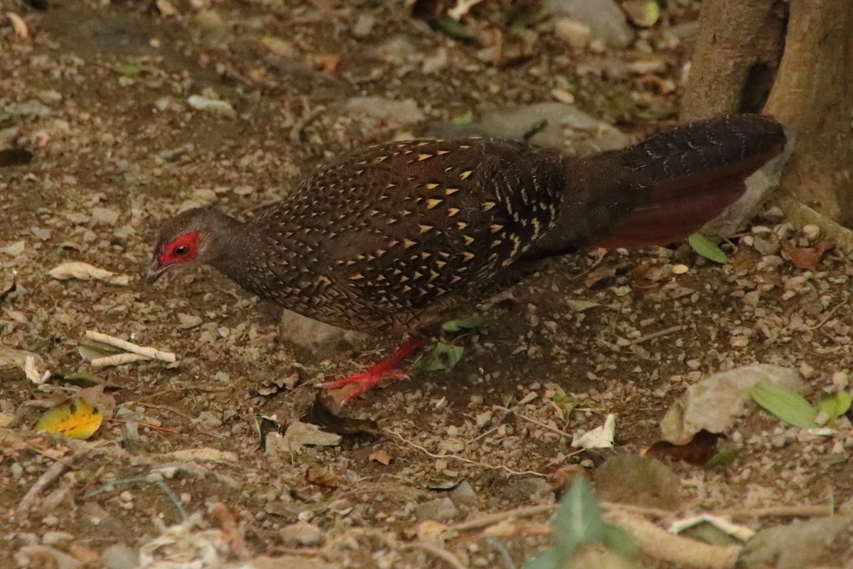 Faisan de Swinhoe - ML644449087