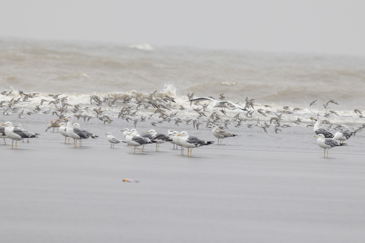 Lesser Black-backed Gull - ML644449088