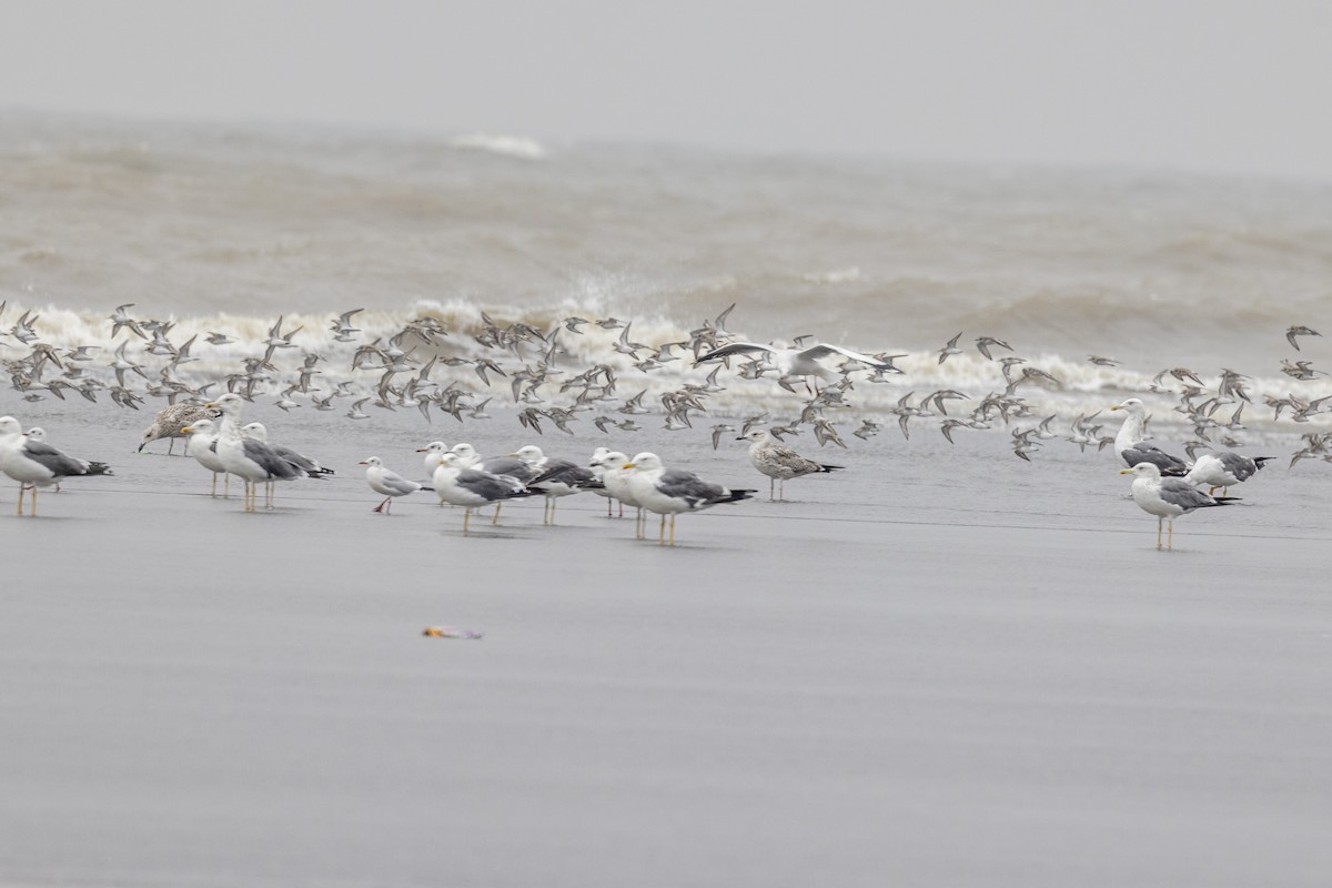 Lesser Black-backed Gull - ML644449089