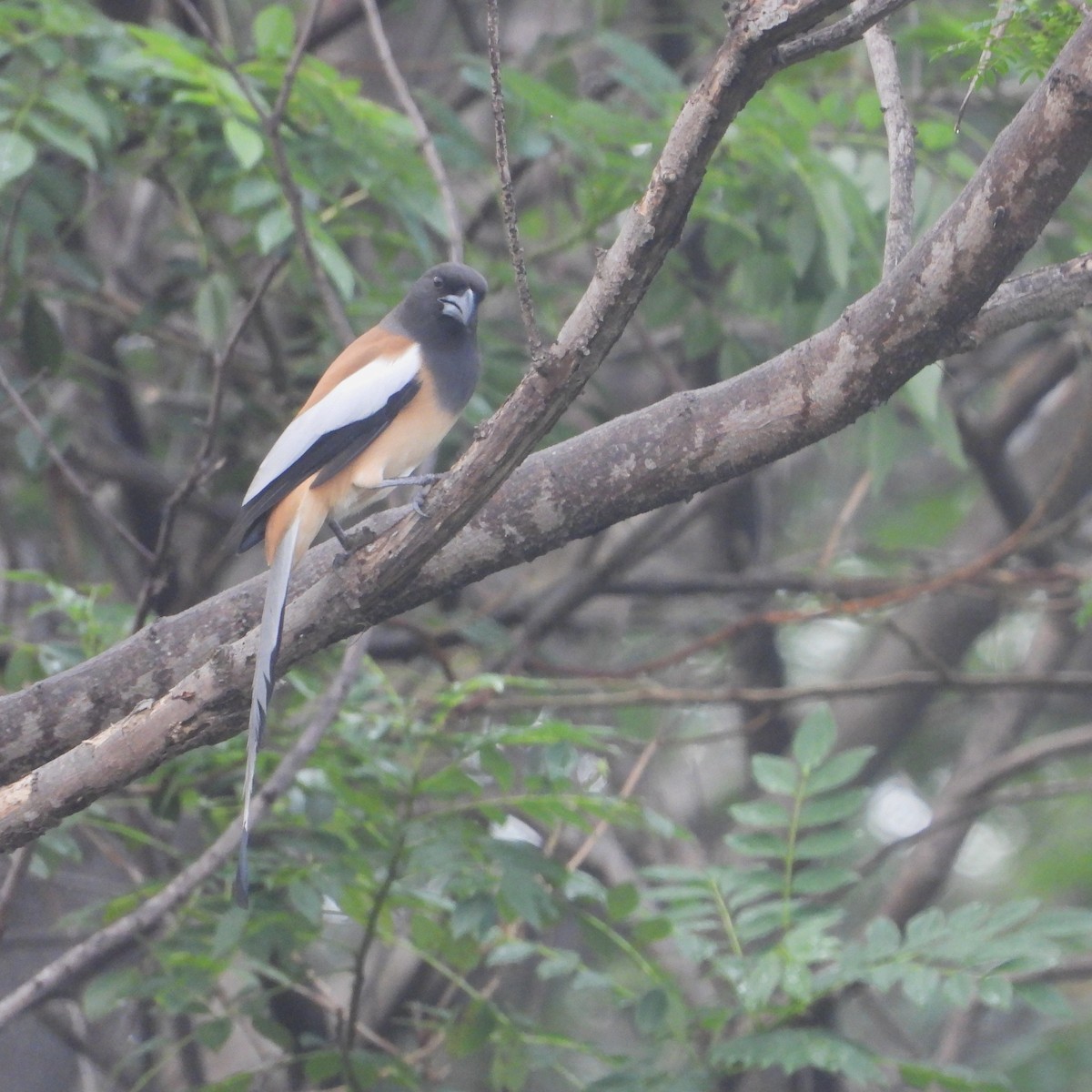 Kızıl Saksağan - ML644449092