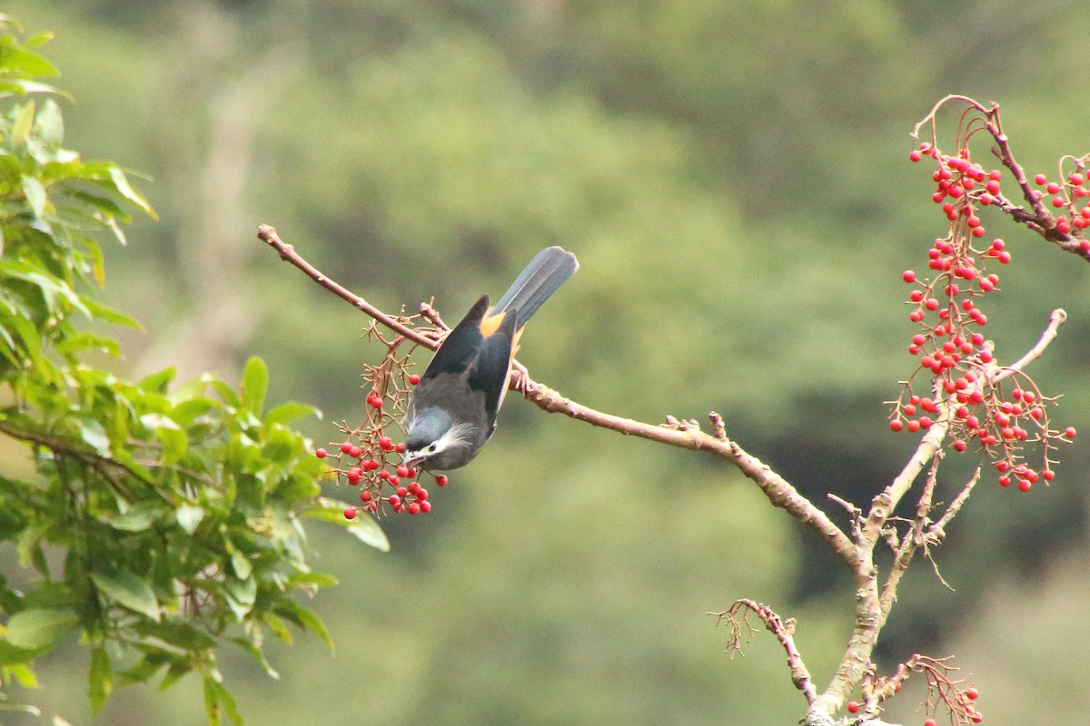 Garrulaxe oreillard - ML644449094