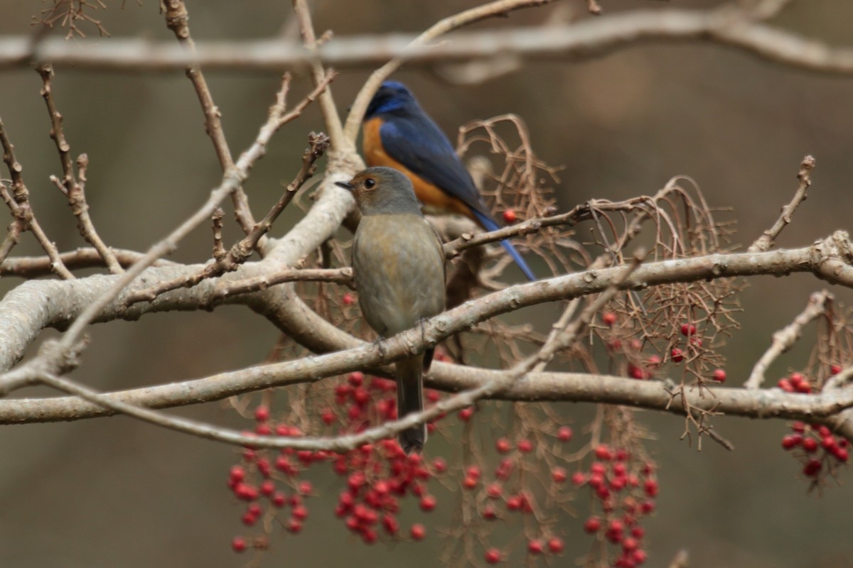 Gobemouche de Taïwan - ML644449097