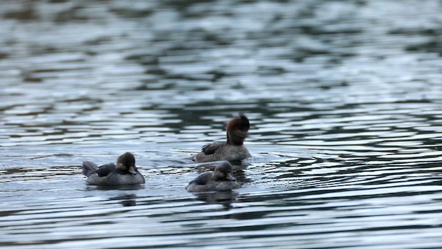 Hooded Merganser - ML644449105