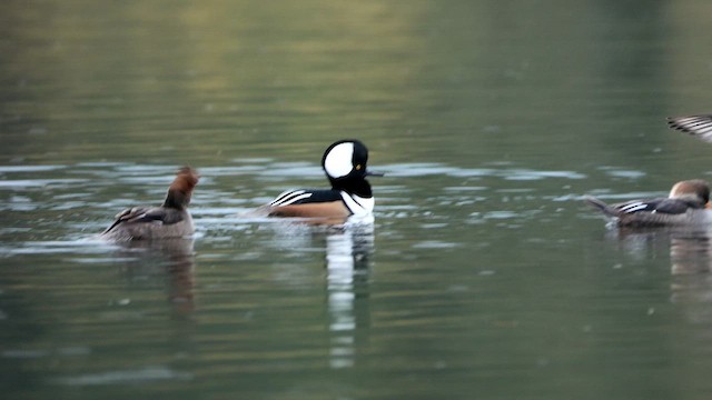 Hooded Merganser - ML644449106
