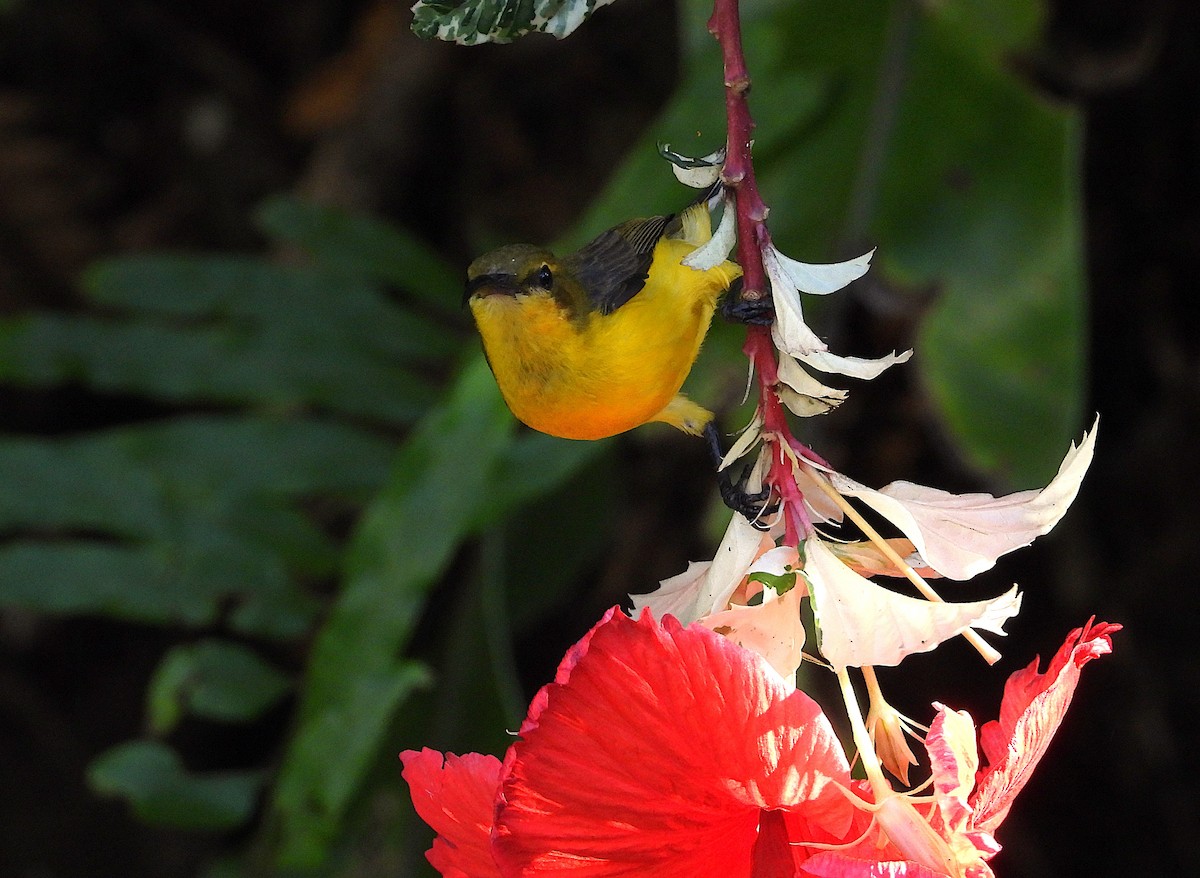 Sahul Sunbird - ML644449107