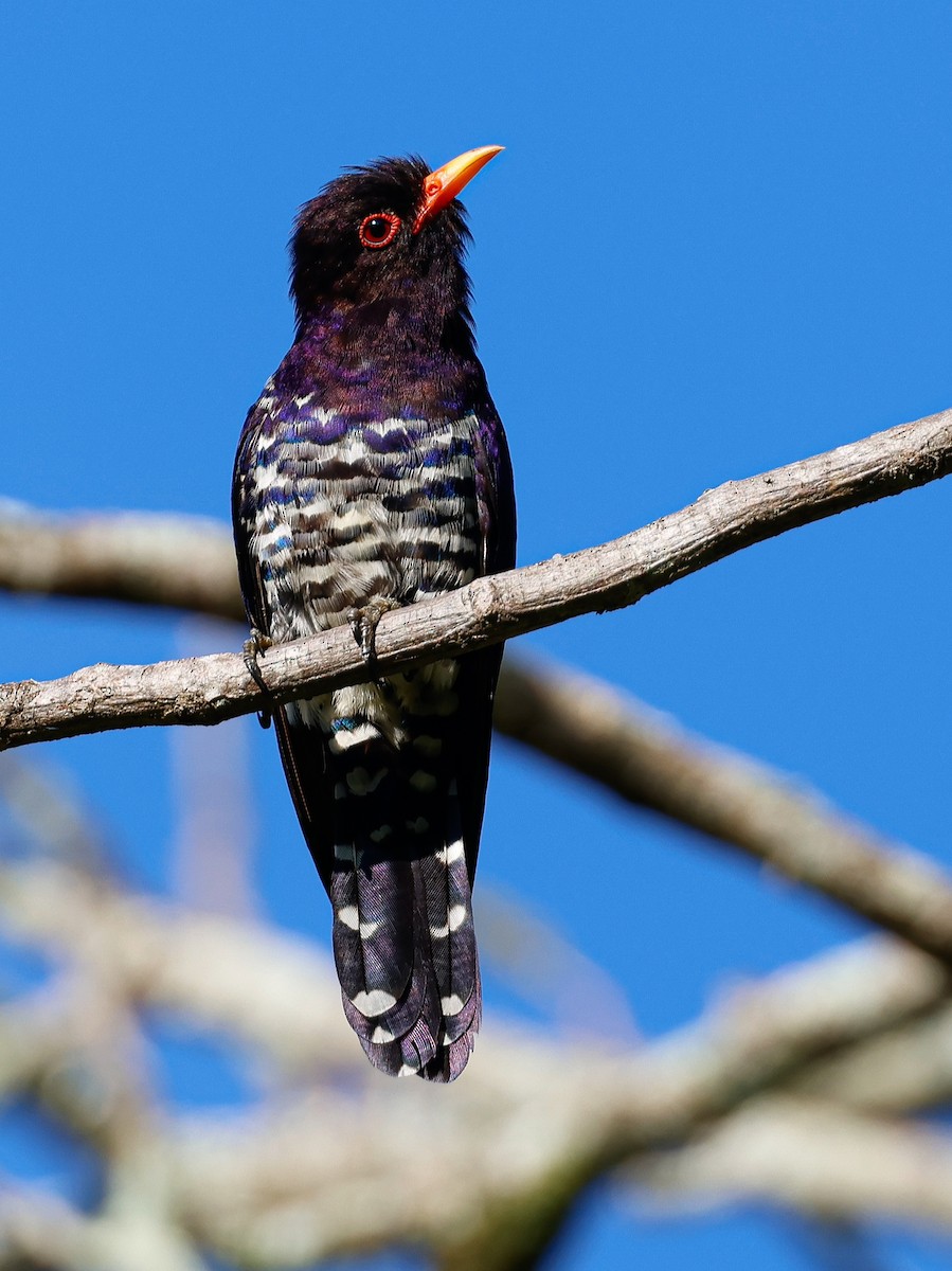 Violet Cuckoo - ML644449110