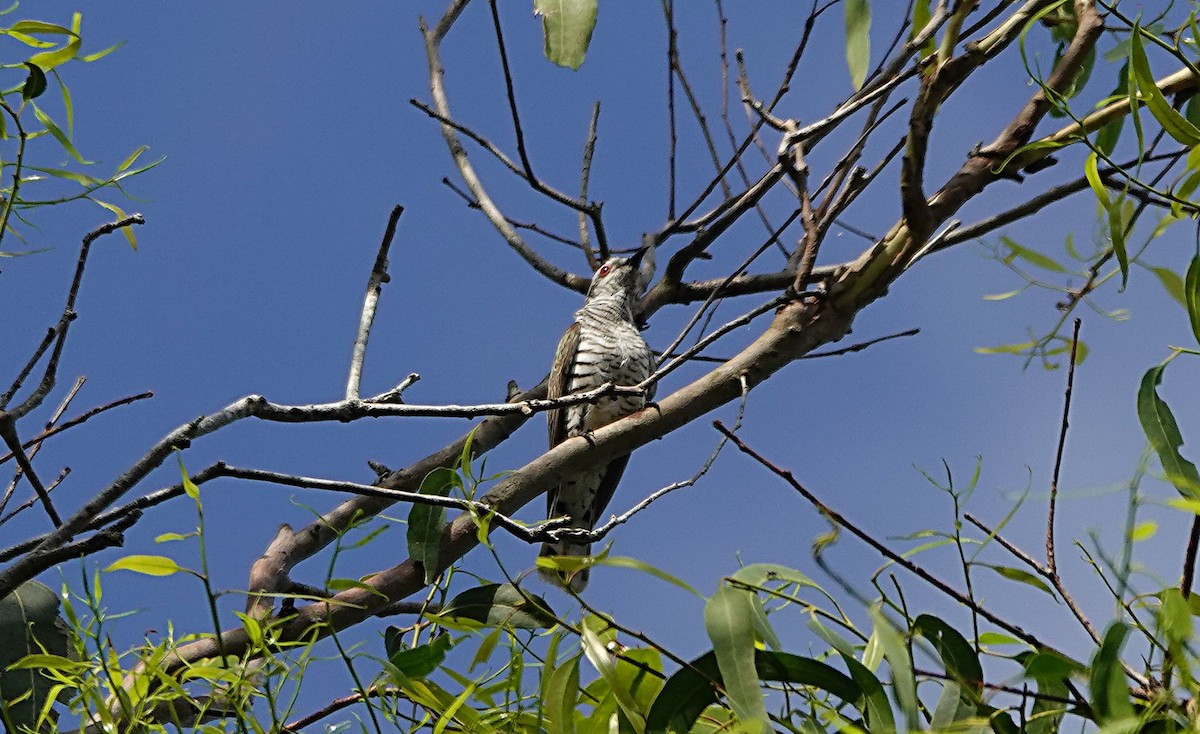 pygmégjøk - ML644449116