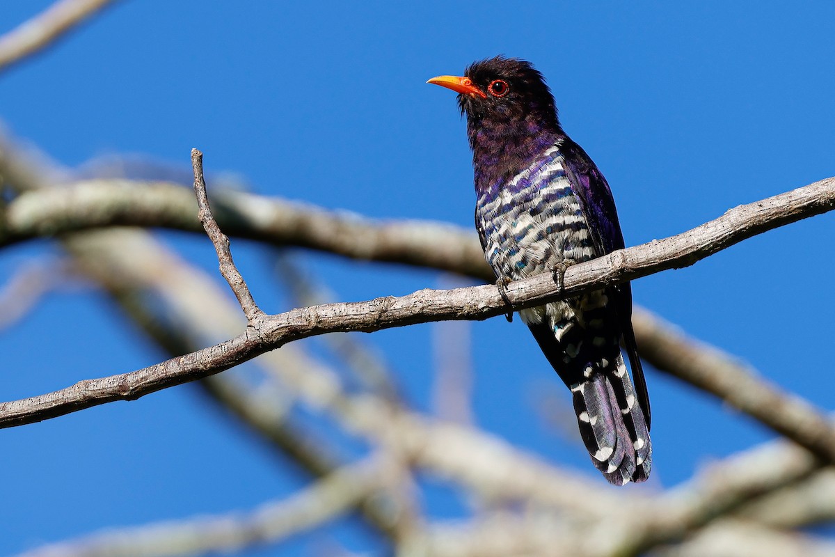 Violet Cuckoo - ML644449117